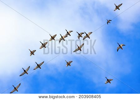 Wld ducks are flying high in the blue sky with white clouds. Big flock make a caravan.