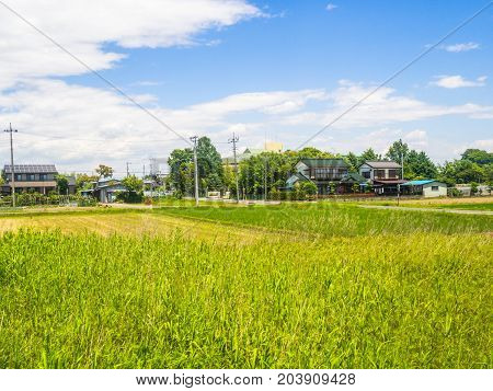 Close up of rice field plantation in Japan.