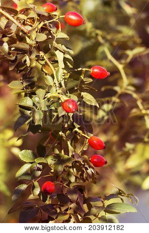 Red berry of dogrose (dog-bramble) in the autumn garden. autumn branches of a bush of a dogrose with red fruits