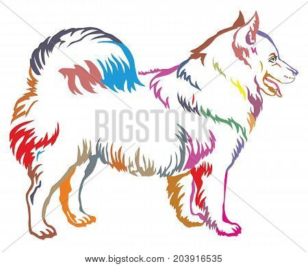 Colorful decorative portrait of standing in profile Samoyed Dog vector isolated illustration on white background