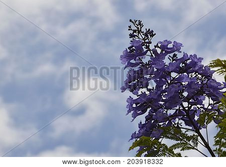 Jacaranda mimosifolia with purple-blue flowers on a blue cloudy sky background,Tenerife,Canary Islands,Spain.Jacaranda tree.