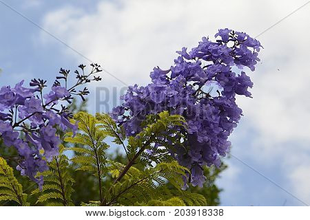 Jacaranda mimosifolia with purple-blue flowers on a blue cloudy sky background,Tenerife,Canary Islands,Spain.Jacaranda tree.