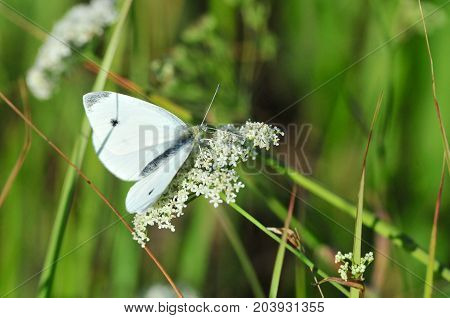 Pieris brassicae, the large white, cabbage butterfly, cabbage white, cabbage moth, large cabbage white, is a butterfly in the family Pieridae.