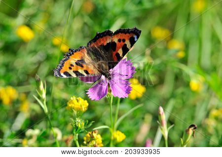 Butterfly Small Tortoiseshell. The small tortoiseshell is a colourful Eurasian butterfly in the family Nymphalidae.