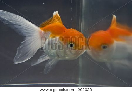 Guldfisk