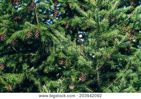 Lush Spruce Branches with Cones Background. Texture of a Natural Plant