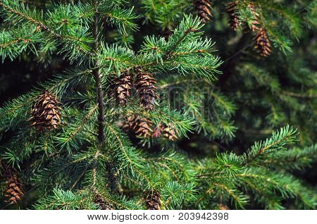 Lush Spruce Branches with Cones Background. Texture of a Natural Plant