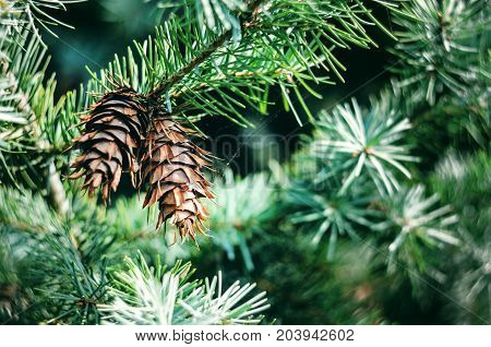 Two Bumps on a Branch of Green Spruce. Lush Spruce Branches with Cones Background.