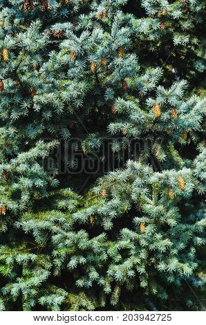 Lush Spruce Branches with Cones Background. Texture of a Natural Plant