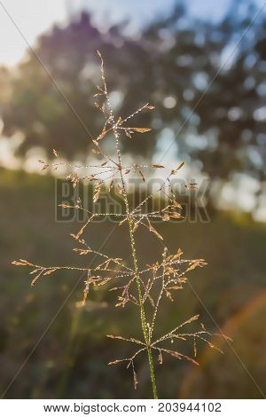 Dew Drops On Grass Blades In The Morning Chill