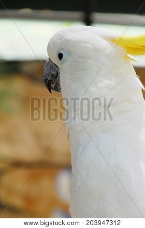Macore bird parrot beautiful in the zoo