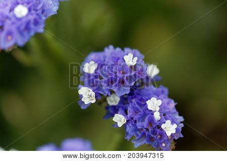 Sea Lavender (limonium Sinuatum)
