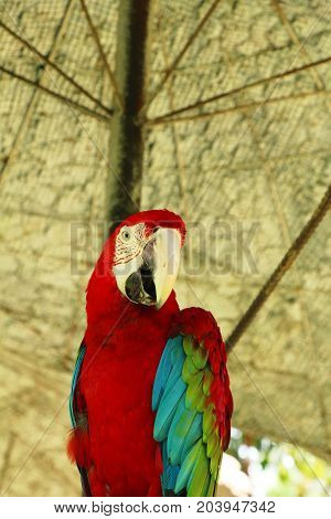 Macore bird parrot beautiful in the zoo