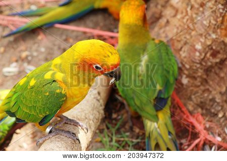 Macore bird parrot beautiful in the zoo