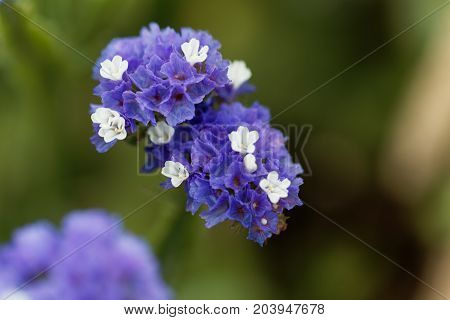 Sea Lavender (limonium Sinuatum)