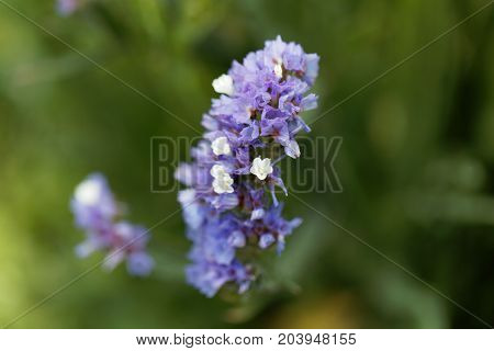 Sea Lavender (limonium Sinuatum)