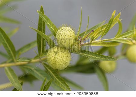 Fruits of the African milkweed Gomphocarpus fruticosus