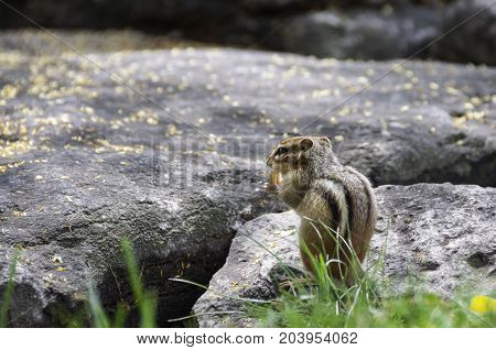 chipmunk sitting on a rock eating a peanut