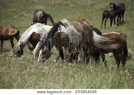 wild horses grazing in a field in Montana