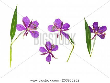 Pressed and dried delicate purple flowers willow-herb (epilobium) isolated on white background. For use in scrapbooking floristry or herbarium.