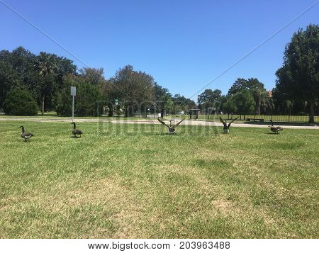 Geese Walk On Grass In A Row
