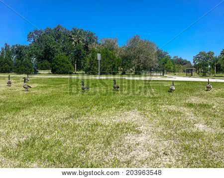 Geese Walk On Grass In A Row