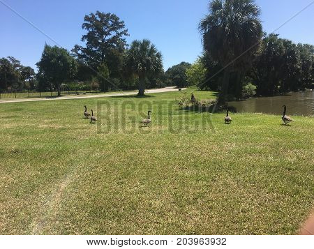 Geese Walk On Grass In A Row