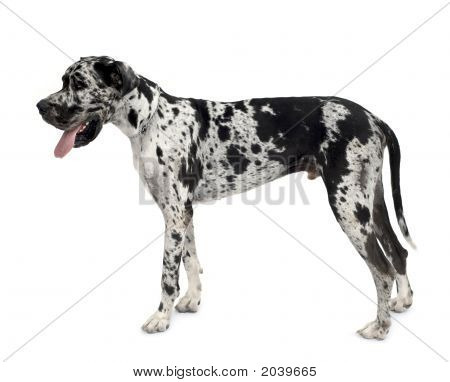 Deutsche Dogge harlequin