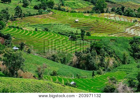 Rice Terrace In The Countryside Suround By Mountains