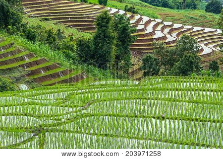 Rice terrace in the countryside surround by mountains at Pa Bong Piang near Inthanon National Park and Mae Chaem Chiangmai Thailand.