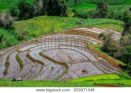 Rice Terrace In The Countryside Surround By Mountains.