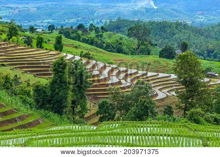 little hut and Rice terrace in a cloudy lighting surrounded by trees and mountains at Pa Bong Piang near Inthanon National Park and Mae Chaem Chiangmai Thailand.