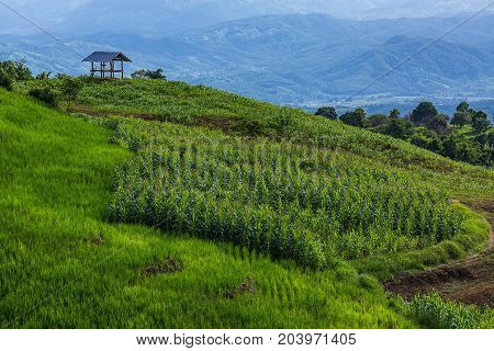 little hut surrounded by crop and corn on top of the mountain in the countryside at Pa Bong Piang near Inthanon National Park and Mae Chaem Chiangmai Thailand.