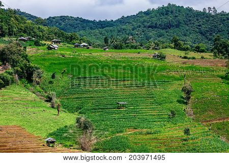 Rice terrace and mountain with the rain storm at the background at Pa Bong Piang near Inthanon National Park and Mae Chaem Chiangmai Thailand.