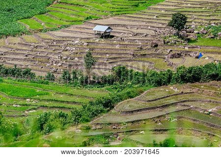 Rice terrace and mountain with the rain storm at the background at Pa Bong Piang near Inthanon National Park and Mae Chaem Chiangmai Thailand.
