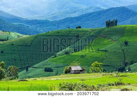 little hut and Rice terrace in a cloudy lighting surrounded by trees and mountains at Pa Bong Piang near Inthanon National Park and Mae Chaem Chiangmai Thailand.