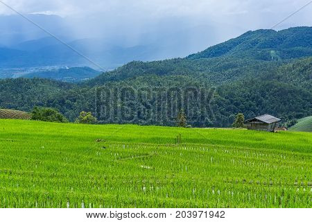 little hut and Rice terrace in a cloudy lighting surrounded by trees and mountains with a raining storm in the background at Pa Bong Piang near Inthanon National Park and Mae Chaem Chiangmai Thailand.