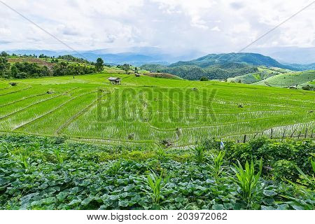 little hut and Rice terrace in a cloudy lighting surrounded by trees and mountains with a raining storm in the background at Pa Bong Piang near Inthanon National Park and Mae Chaem Chiangmai Thailand.