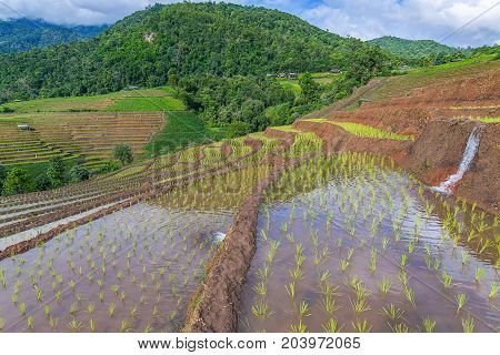 little hut and Rice terrace in a cloudy lighting surrounded by trees and mountains at Pa Bong Piang near Inthanon National Park and Mae Chaem Chiangmai Thailand.