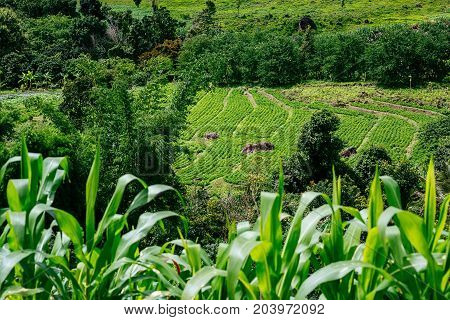 Rice terrace and mountain with the rain storm at the background at Pa Bong Piang near Inthanon National Park and Mae Chaem Chiangmai Thailand.