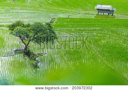 A tree surrounds by rice terraces and a hut at Pa Bong Piang near Inthanon National Park and Mae Chaem Chiangmai Thailand.