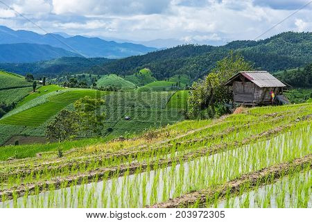 little hut and Rice terrace in a cloudy lighting surrounded by trees and mountains at Pa Bong Piang near Inthanon National Park and Mae Chaem Chiangmai Thailand.