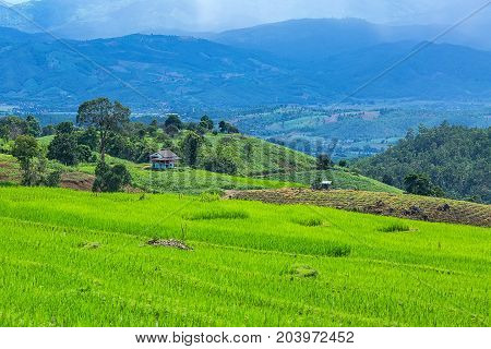 little house and Rice terrace in a cloudy lighting surrounded by trees and mountains at Pa Bong Piang near Inthanon National Park and Mae Chaem Chiangmai Thailand.