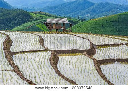 little hut and Rice terrace in a cloudy lighting surrounded by trees and mountains at Pa Bong Piang near Inthanon National Park and Mae Chaem Chiangmai Thailand.