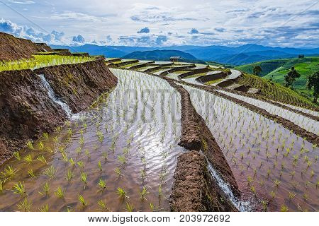 little hut and Rice terrace in a cloudy lighting surrounded by trees and mountains at Pa Bong Piang near Inthanon National Park and Mae Chaem Chiangmai Thailand.