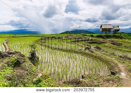 Rice terrace and mountain with the rain storm at the background at Pa Bong Piang near Inthanon National Park and Mae Chaem Chiangmai Thailand.