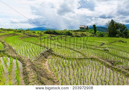 Rice terrace and mountain with the rain storm at the background at Pa Bong Piang near Inthanon National Park and Mae Chaem Chiangmai Thailand.