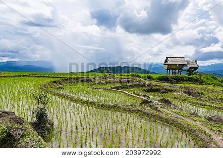 little hut and Rice terrace in a cloudy lighting surrounded by trees and mountains with a raining storm in the background at Pa Bong Piang near Inthanon National Park and Mae Chaem Chiangmai Thailand.
