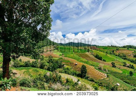 Rice terrace and mountain with the rain storm at the background at Pa Bong Piang near Inthanon National Park and Mae Chaem Chiangmai Thailand.