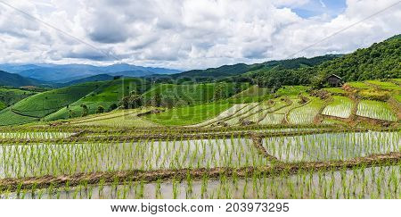 Rice terrace and mountain with the rain storm at the background at Pa Bong Piang near Inthanon National Park and Mae Chaem Chiangmai Thailand.